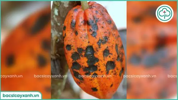 Biểu hiện bệnh thán thư hại cacao