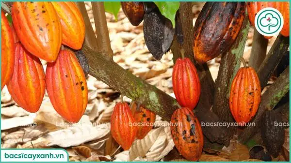 Bệnh thán thư hại cacao