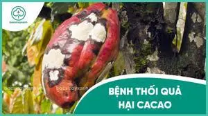 Bệnh thối trái trên cacao