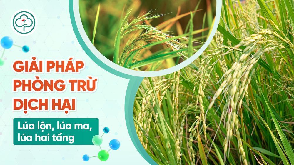 [Giải pháp] Diệt trừ lúa lộn, lúa ma, lúa hai tầng dễ dàng với chế phẩm ...