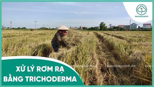 Quy trình xử lý rơm rạ bằng chế phẩm trichoderma hiệu quả